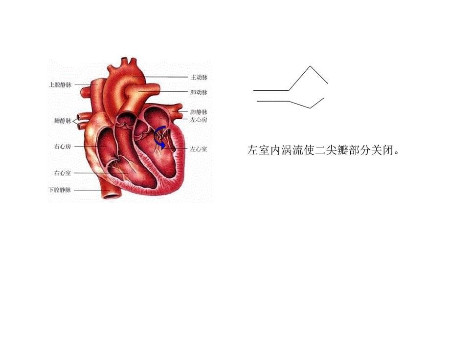 尖瓣疾病的超声诊断_第5页