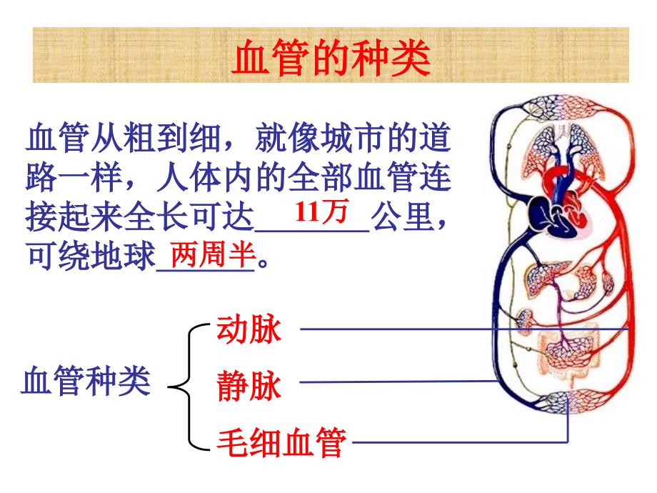 血流的管道血管肖鹏_第2页