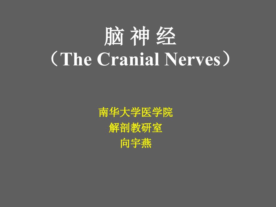 系统解剖学脑神经小结_第1页