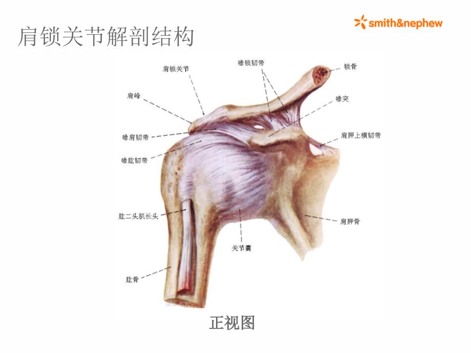 双ENDOBUTTON技术重建肩锁关节.ppt_第2页