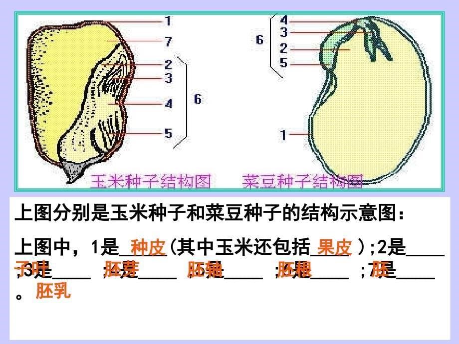 种子萌发（我）_第5页