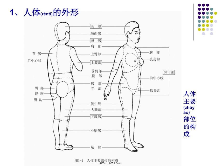 医学专题—人体结构与外形_第3页