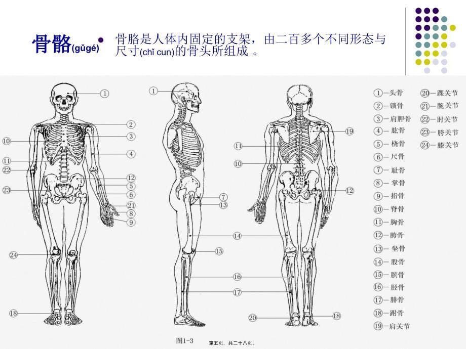 医学专题—人体结构与外形_第5页