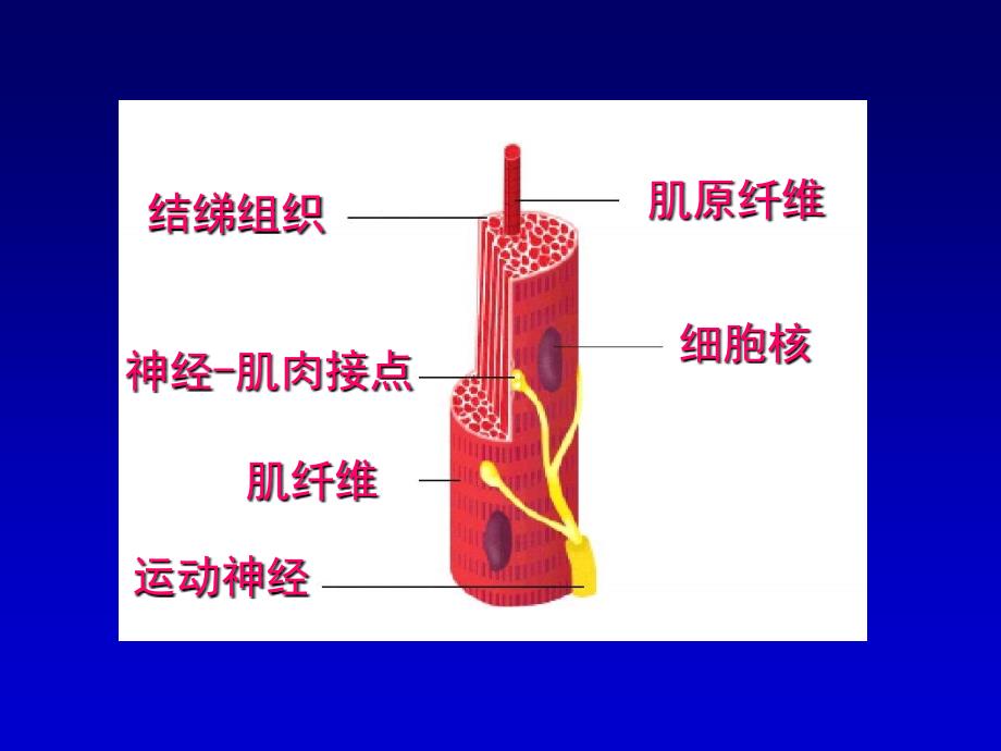 生理学骨骼肌的收缩功能_第4页