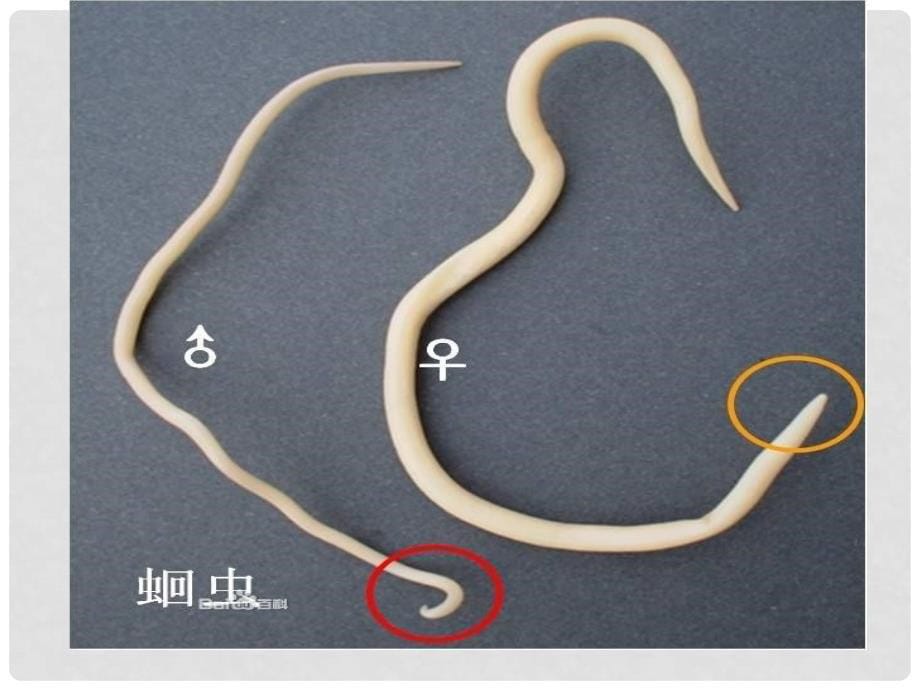 八年级生物上册 5.1.2 线形动物和环节动物课件（3） （新版）新人教版_第5页