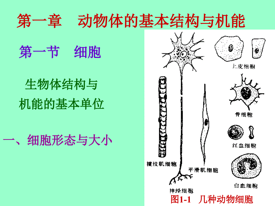 医学课件第一动物体的基本结构与机能_第1页