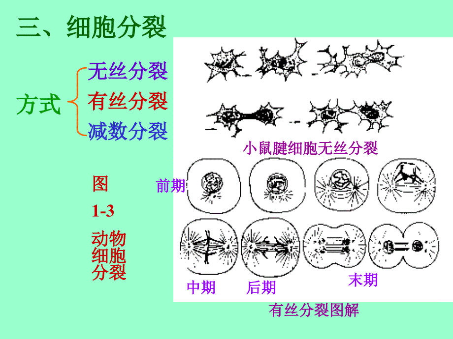 医学课件第一动物体的基本结构与机能_第3页