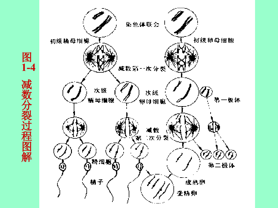 医学课件第一动物体的基本结构与机能_第4页