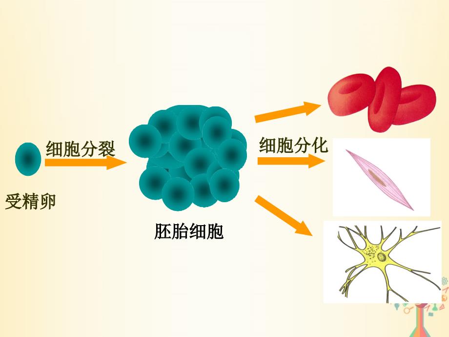 高中生物第六章细胞的生命历程第2节细胞的分化2课件新人教版必修1_第1页