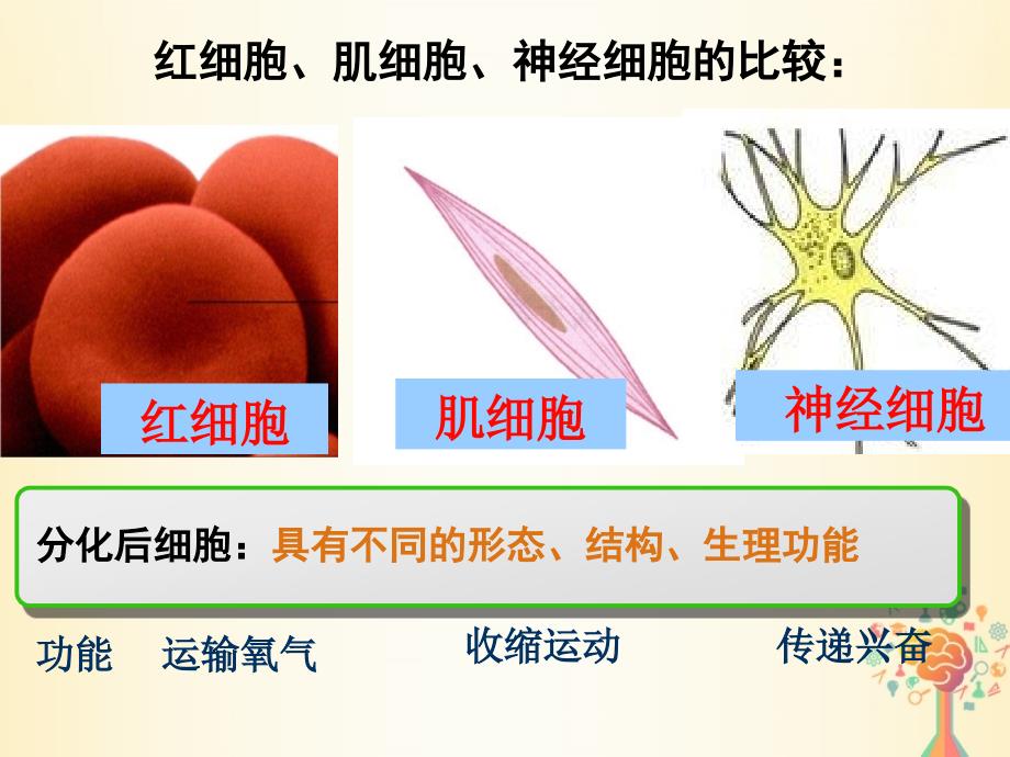 高中生物第六章细胞的生命历程第2节细胞的分化2课件新人教版必修1_第4页