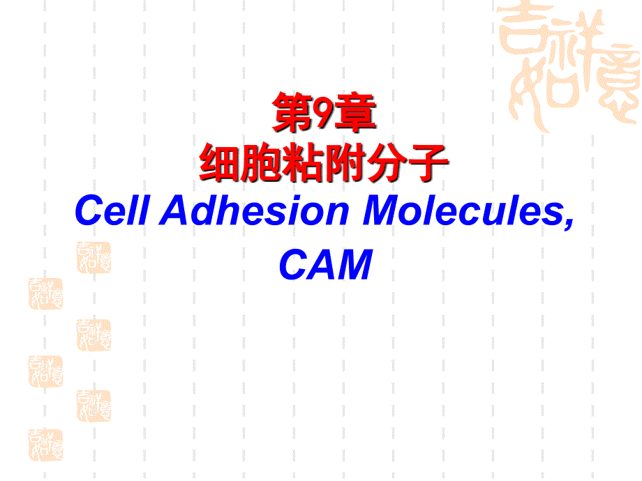 细胞粘附因子课件_第1页