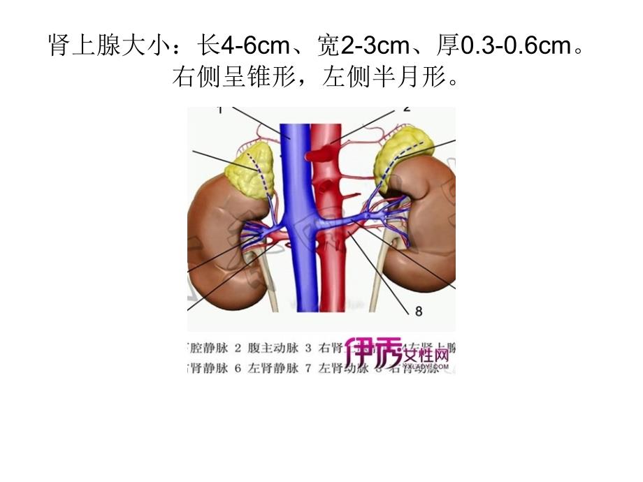 原发性醛固酮增多_第3页