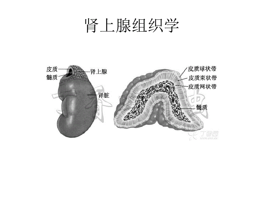 原发性醛固酮增多_第4页