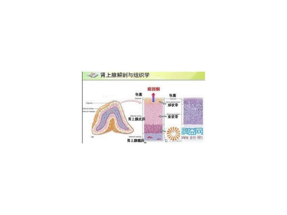 原发性醛固酮增多_第5页