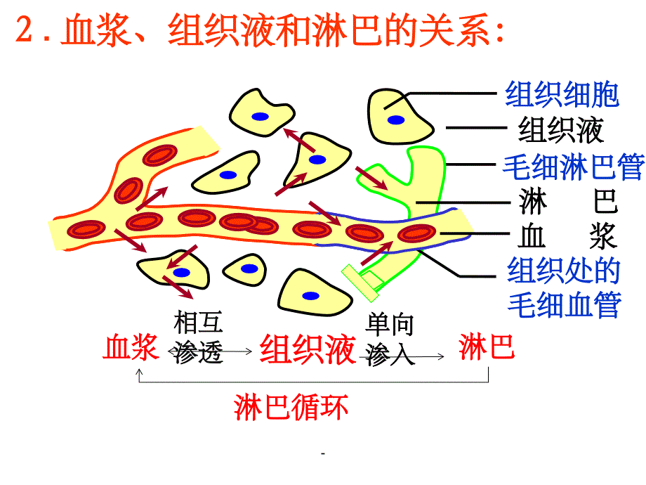 一轮生物必修三第一章复习课件ppt_第4页