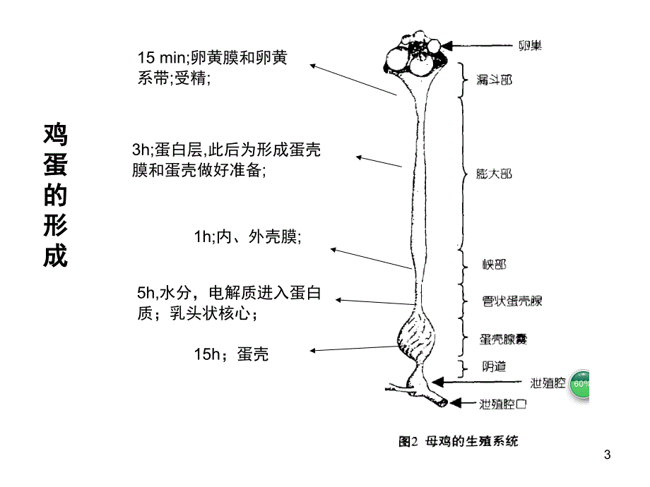 影响鸡蛋内部质量和蛋壳质量的因素课堂PPT_第3页