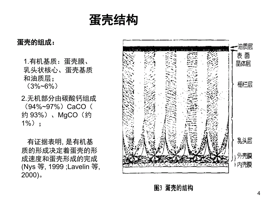 影响鸡蛋内部质量和蛋壳质量的因素课堂PPT_第4页