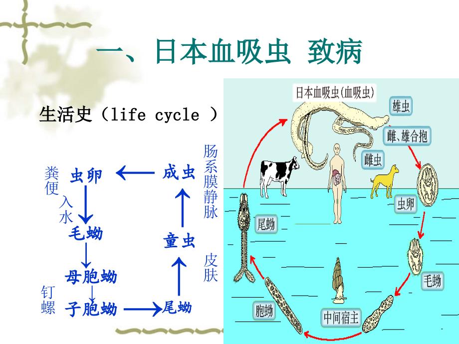 日本血吸虫病概要_第2页