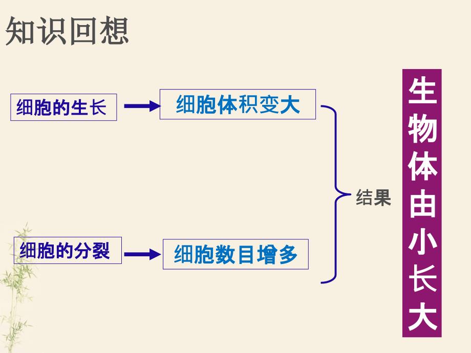 生物七年级上册第二单元第二章第二节动物体的结构层次ppt课件_第1页