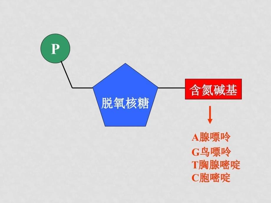 高中生物第二节 DNA的结构和DNA的复制课件苏教版必修2_第5页