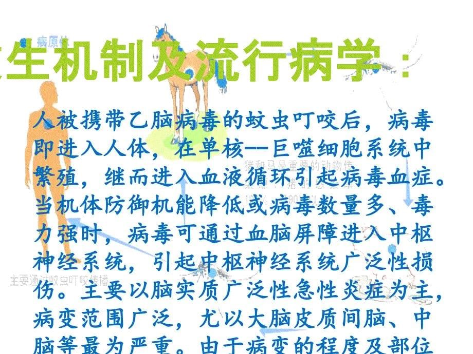 流行性乙脑炎护理学习ppt课件_第5页