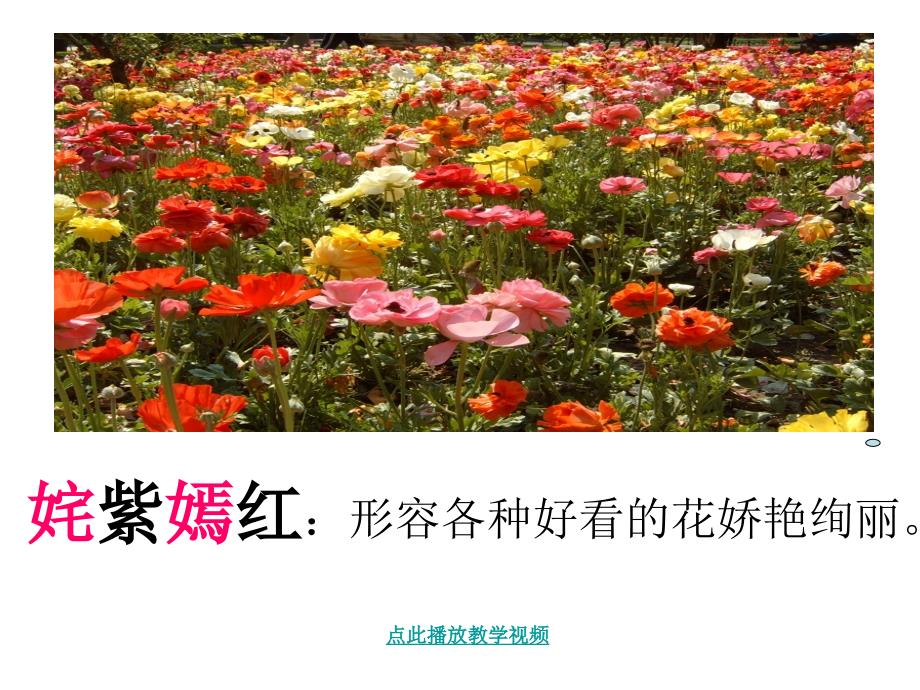 《自己的花》课件_第4页