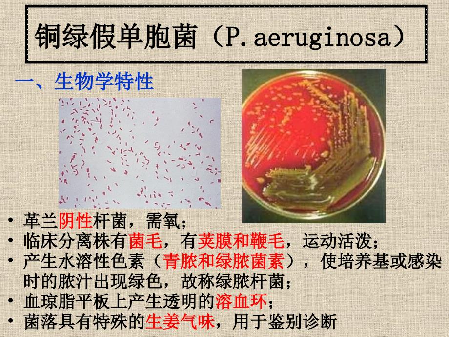 医学微生物学：18-其他细菌_第3页