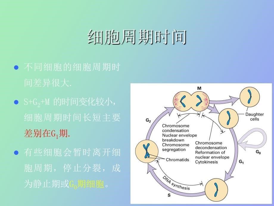 细胞增殖及调控_第5页