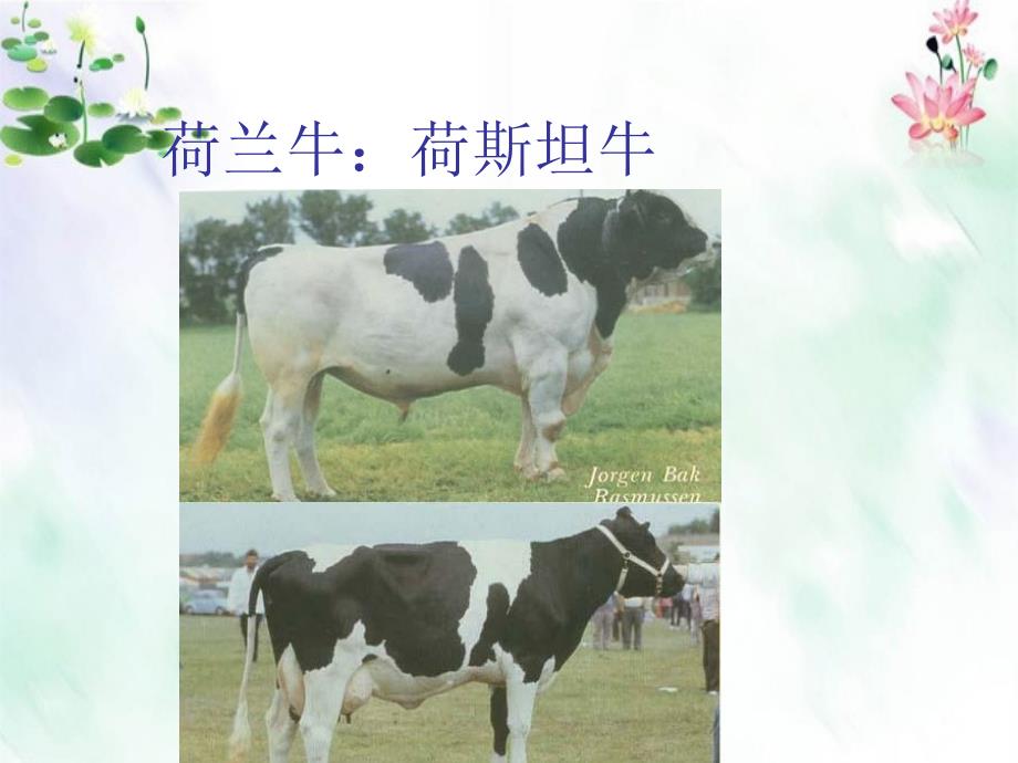 乳用牛及乳肉兼用牛的品种课件_第1页