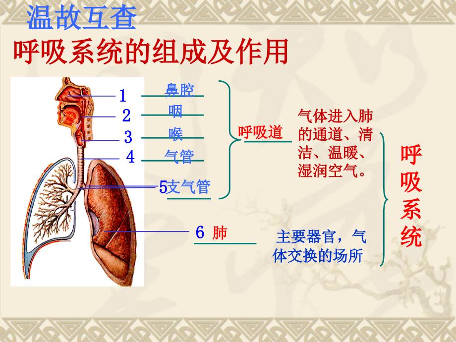 发生在肺内的气体交换PPT_第1页