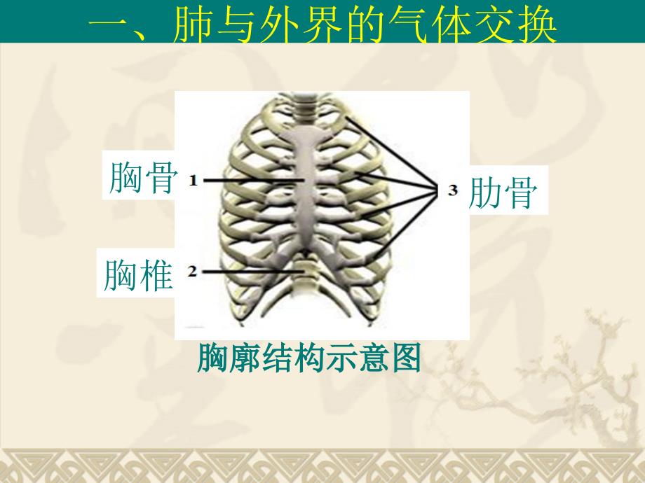 发生在肺内的气体交换PPT_第4页