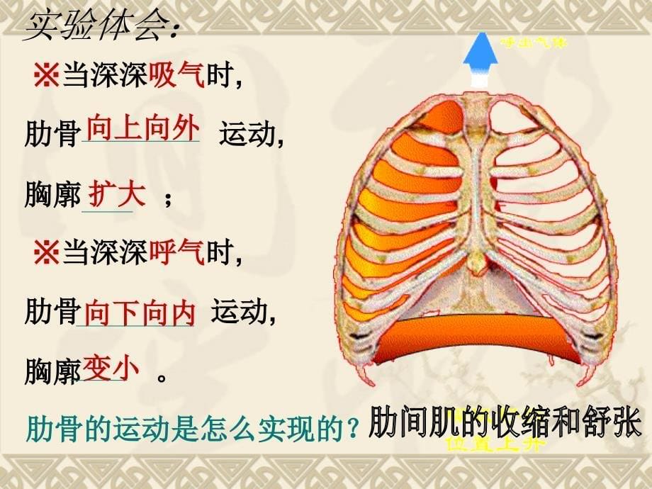 发生在肺内的气体交换PPT_第5页