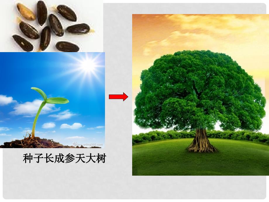 七年级生物上册 第二单元 第二章 第一节 细胞通过分裂产生新细胞课件 新人教版_第3页