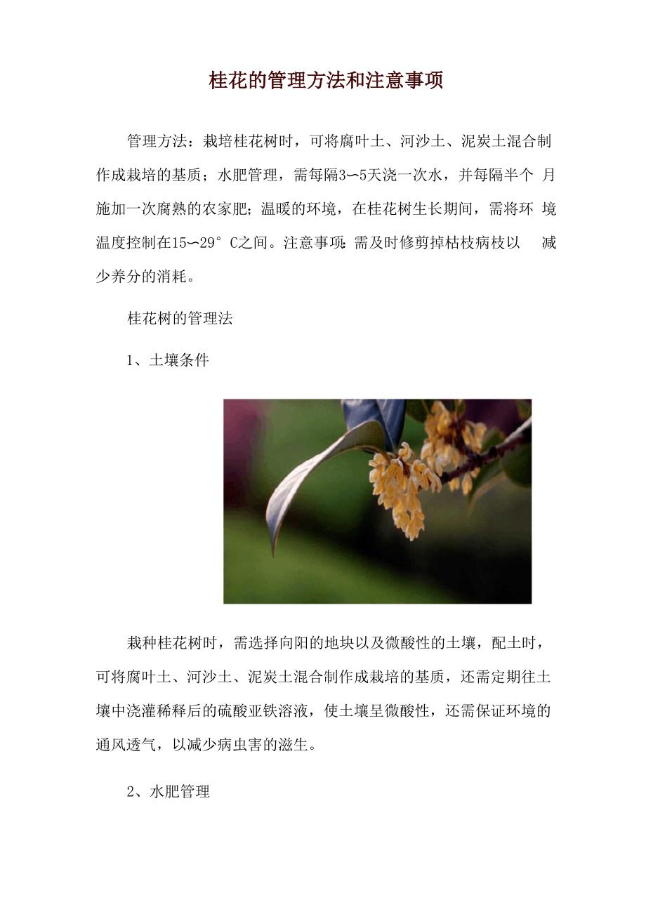 桂花的管理方法和注意事项_第1页