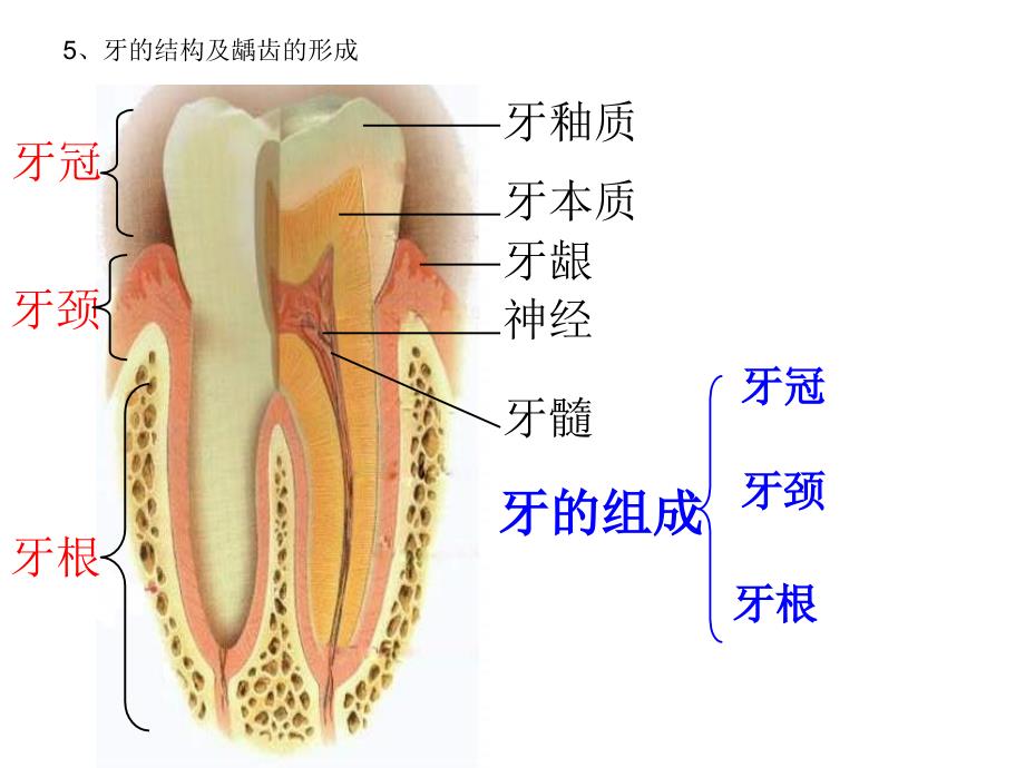 第4章代谢与平衡复习_第3页