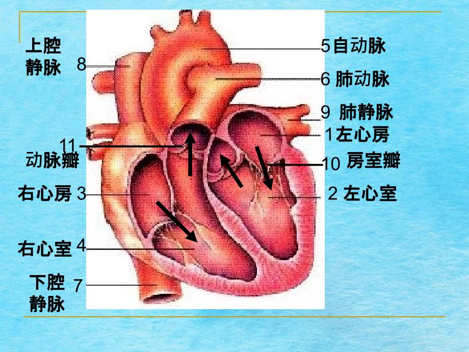 生物血液循环ppt课件_第1页