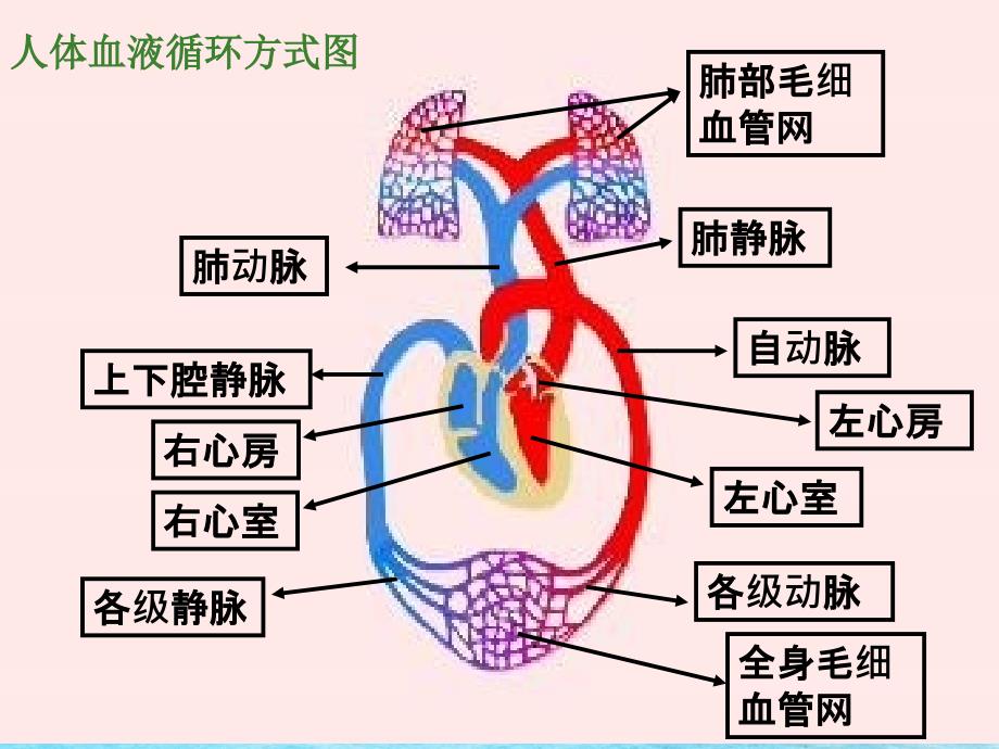 生物血液循环ppt课件_第5页