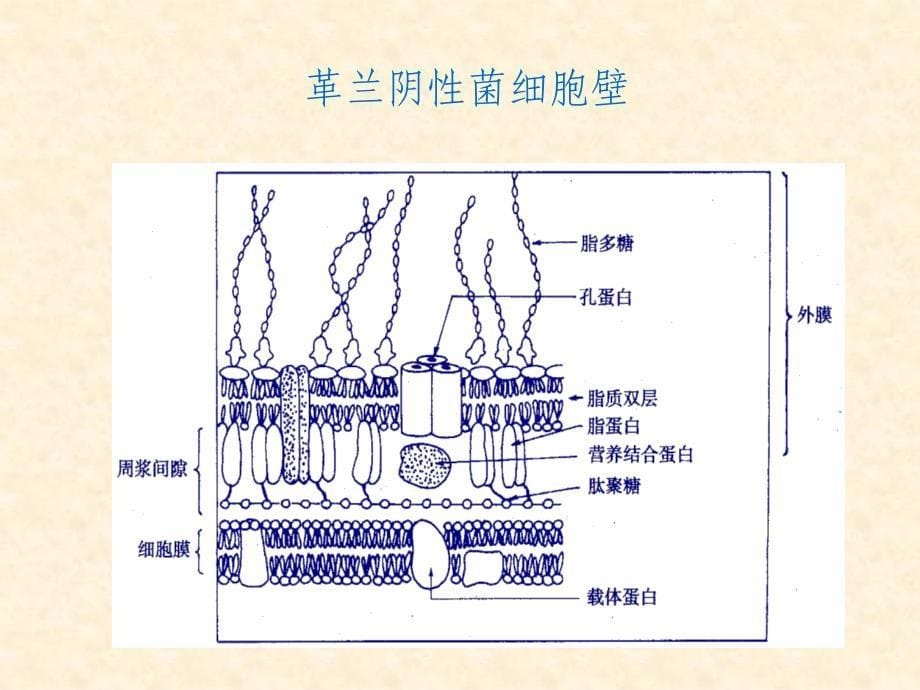 微生物实验课件：革兰染色法_第5页