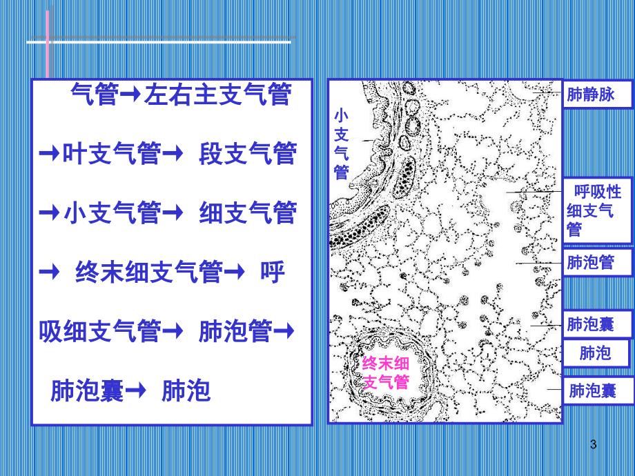 慢支肺气肿肺心病ppt课件_第3页