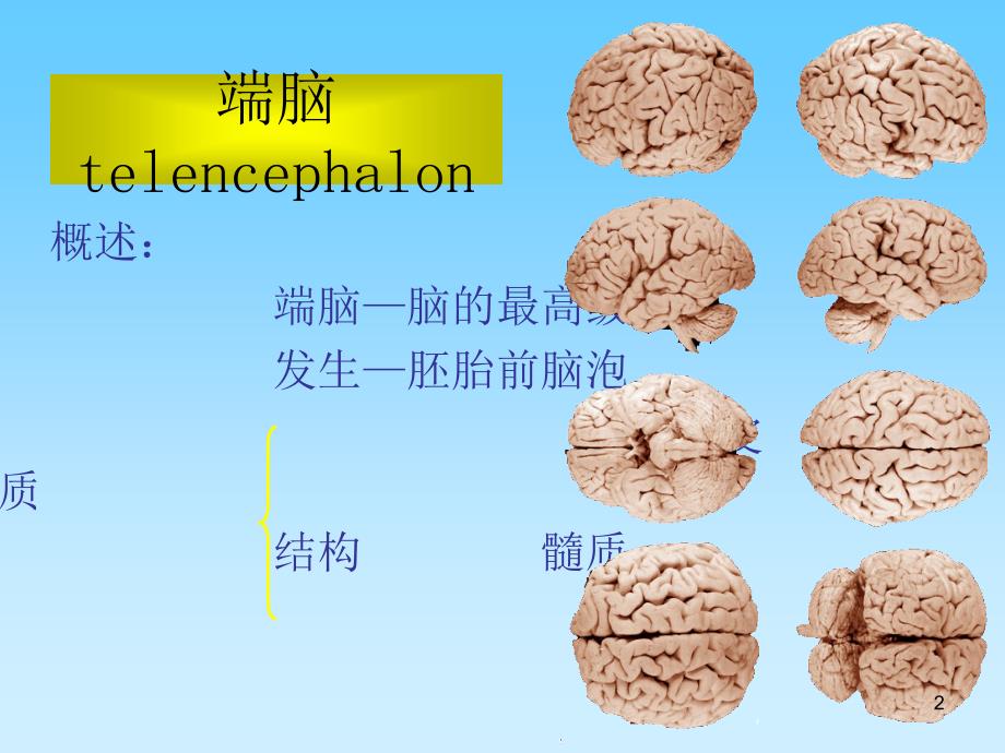 中枢神经系端脑_第2页