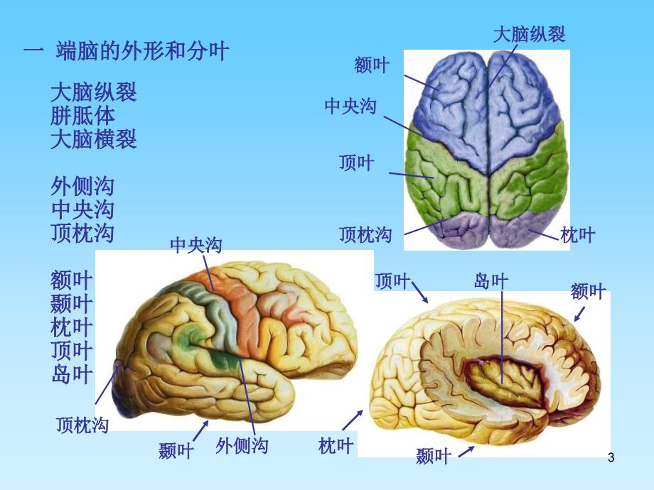 中枢神经系端脑_第3页