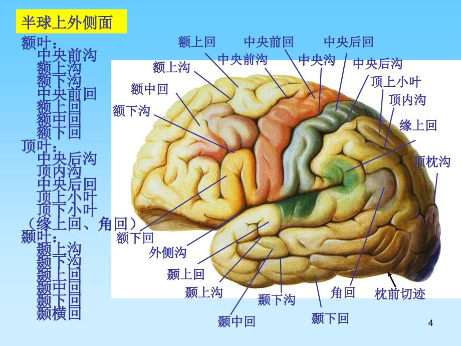 中枢神经系端脑_第4页