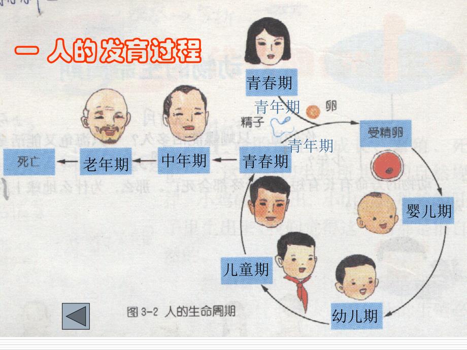 人与动物的生殖和发育_第2页