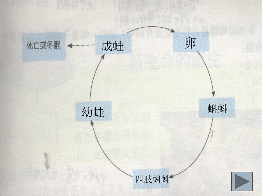 人与动物的生殖和发育_第4页