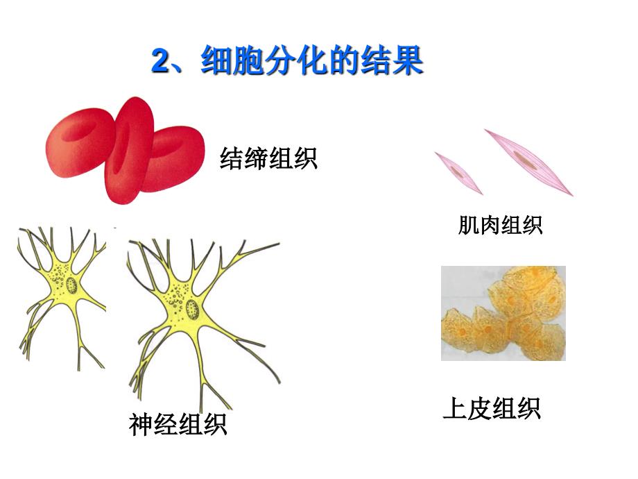 细胞的分化PPT_第3页