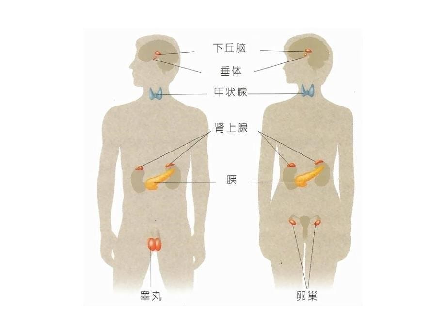 药物对内分泌系统的毒性作用_第5页