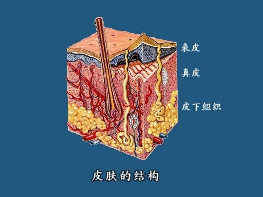 第十一章烧伤伤员的护理_第5页