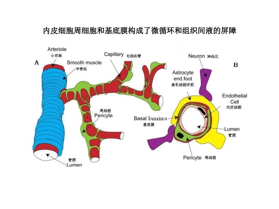 糖尿病视网膜病变分期及意义_第4页