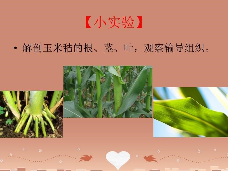 山东滕州市至善中学七年级生物上册 2.1.1 绿色植物的主要类群第2课时优秀课件 新版济南版_第5页