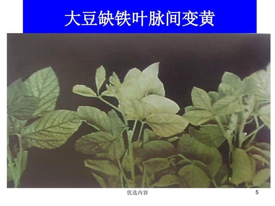 农作物缺素症图谱【特选材料】_第5页